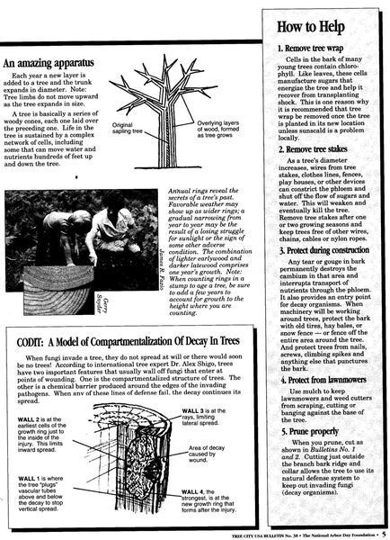 A Newspaper Article About How to Help a Tree