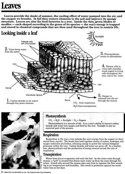 A Black and White Diagram of a Leaf Showing the Structure of a Leaf