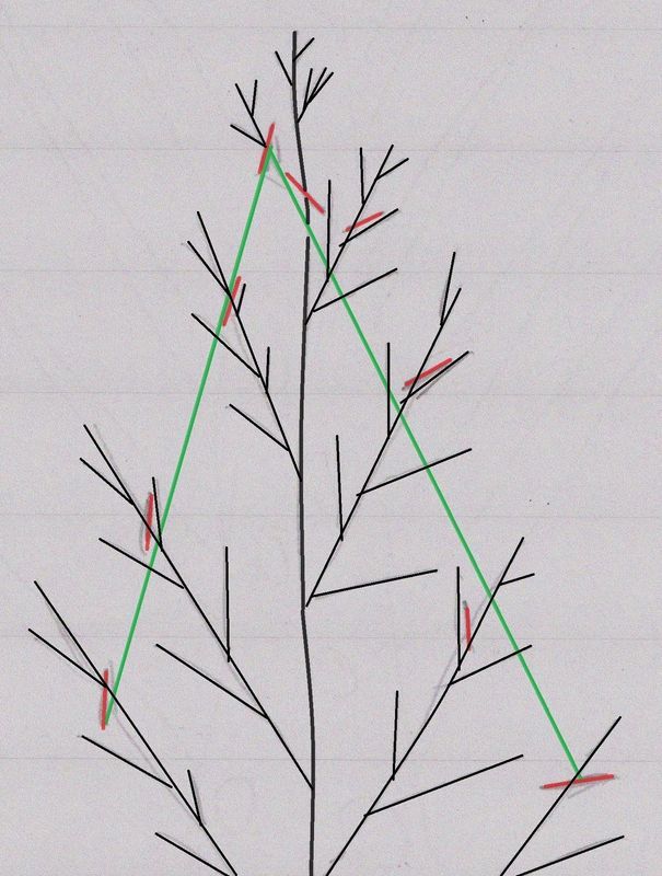 A Person is Cutting a Tree Branch With a Pair of Scissors