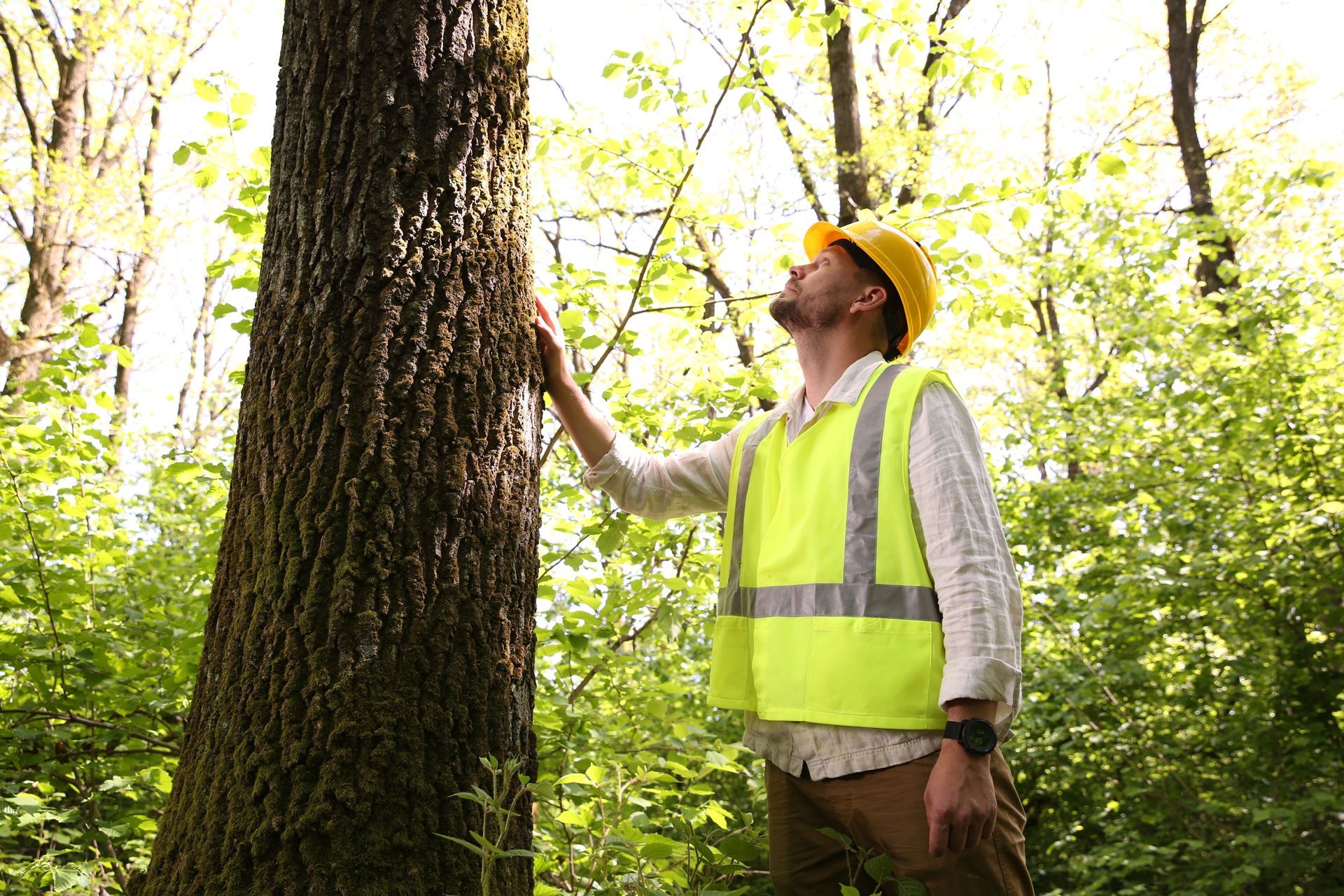 A Man in a Hard Hat and Safety Vest is Standing Next to a Tree in the Woods