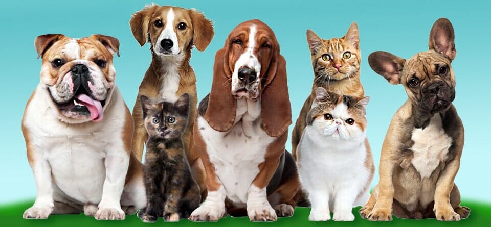 Quality Pet Care with a Personal Touch - Meredith, NH