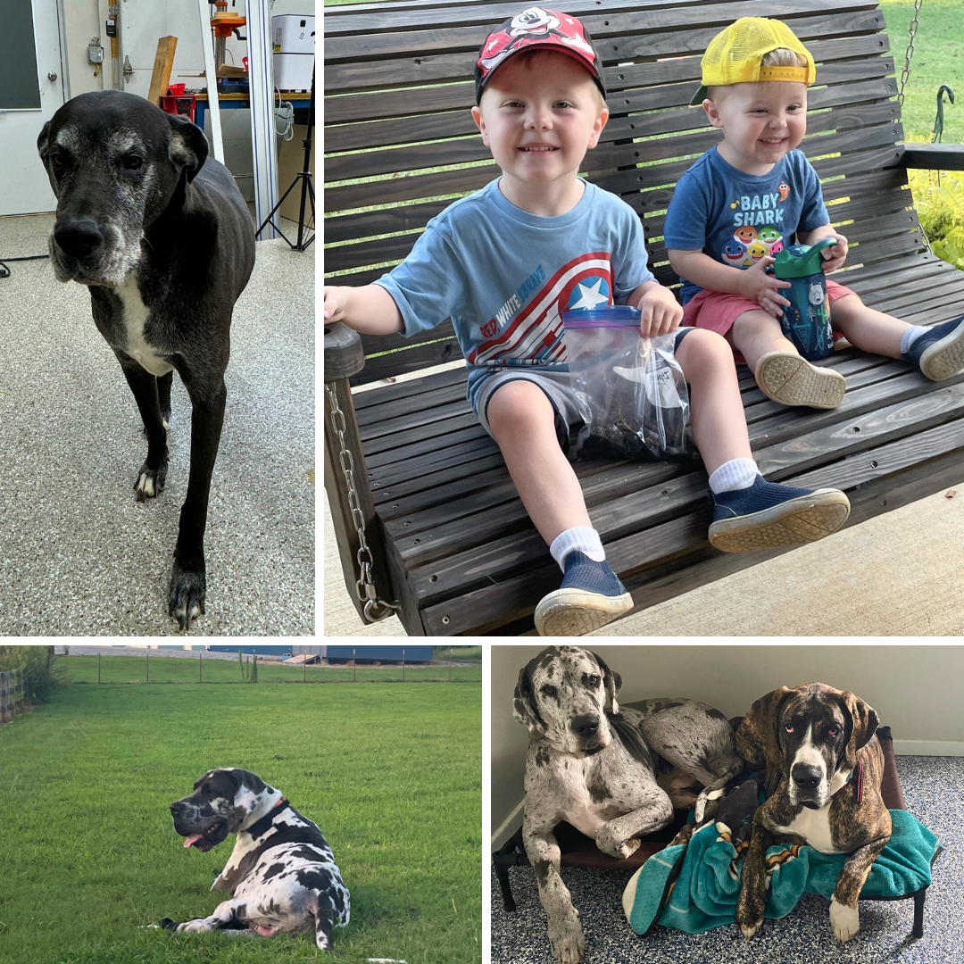 A collage of four pictures of children and their dogs