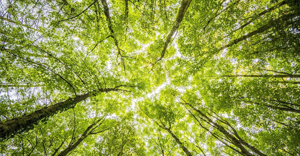 Looking up at the trees in a forest with the sun shining through the leaves.