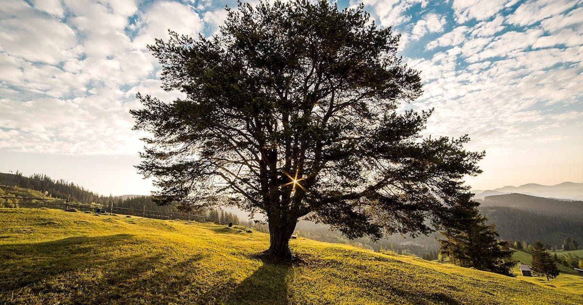 A tree on top of a grassy hill with the sun shining through the branches.
