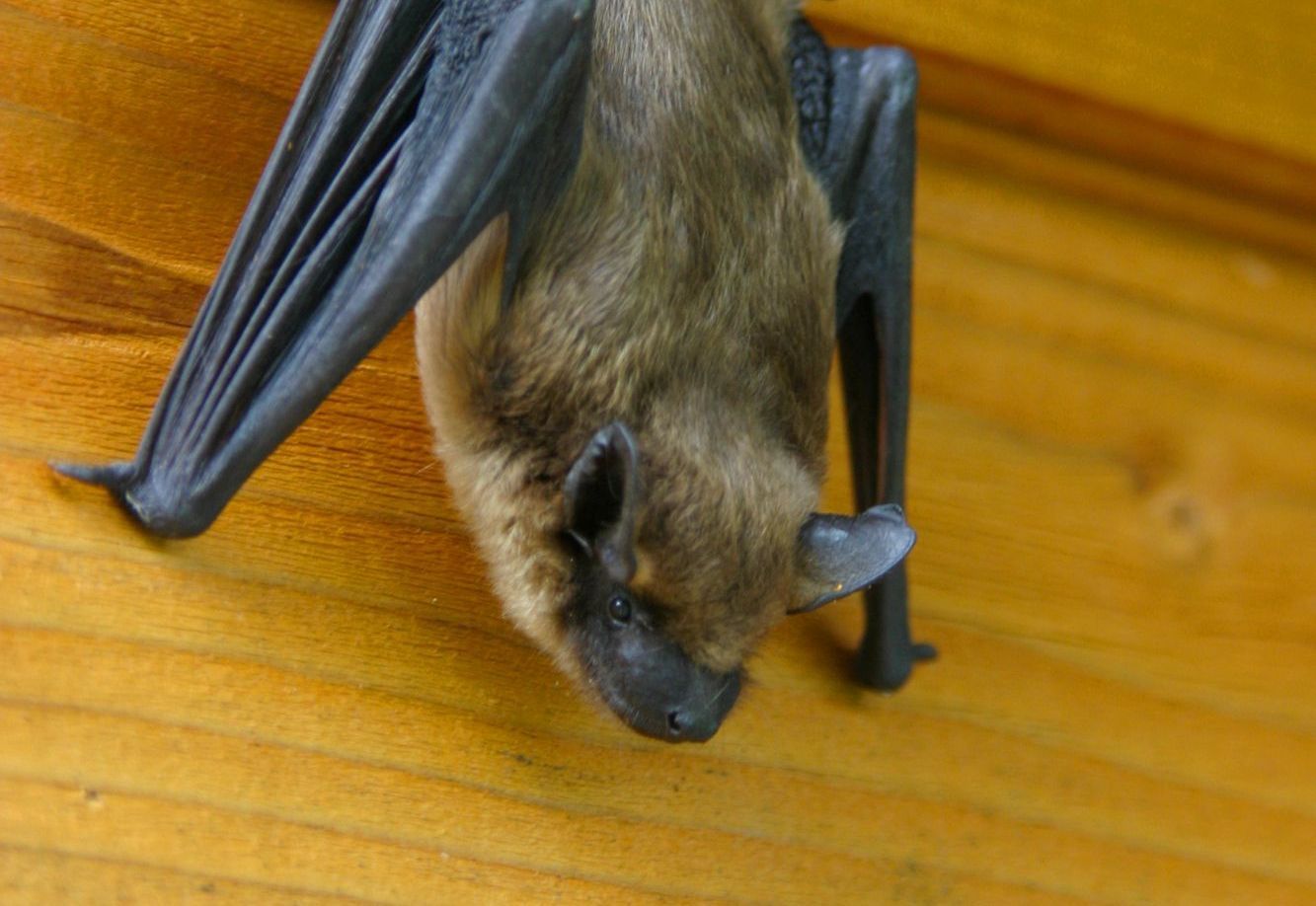 Bat Removal in Rochester, NY