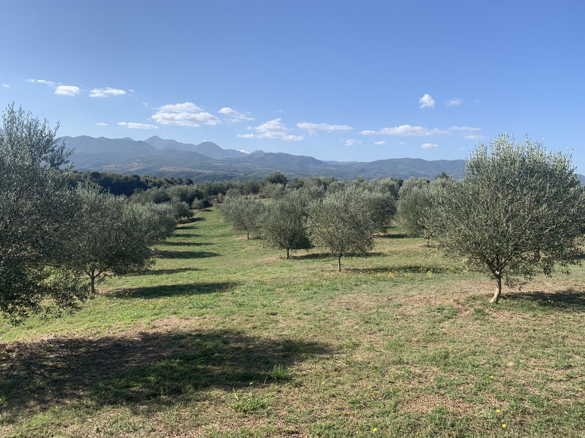 A row of olive trees in a field with mountains in the background.