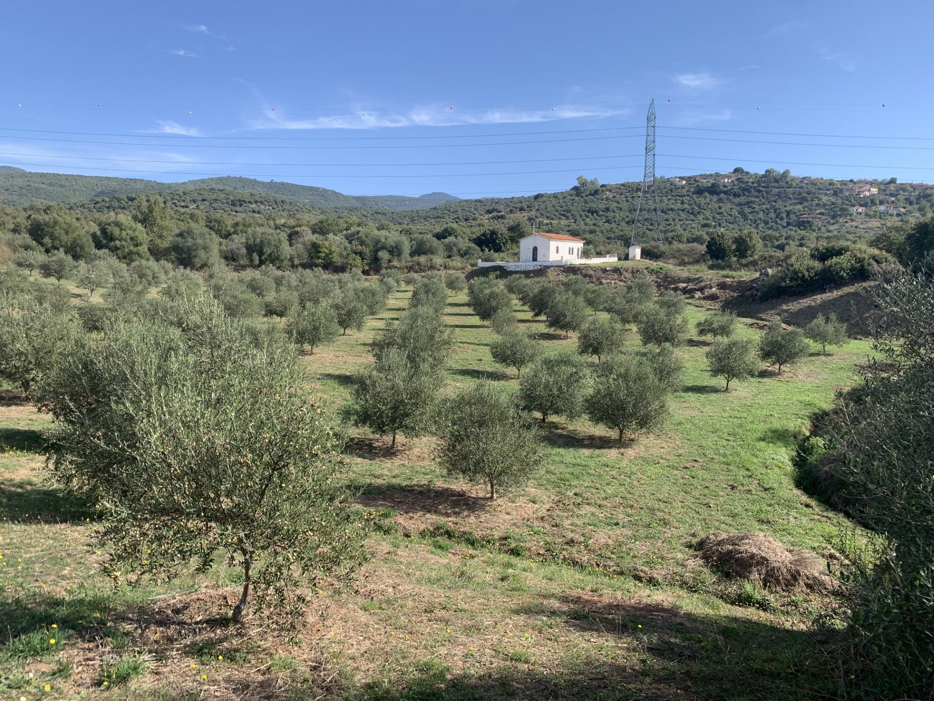 A row of olive trees in a field with a house in the background.