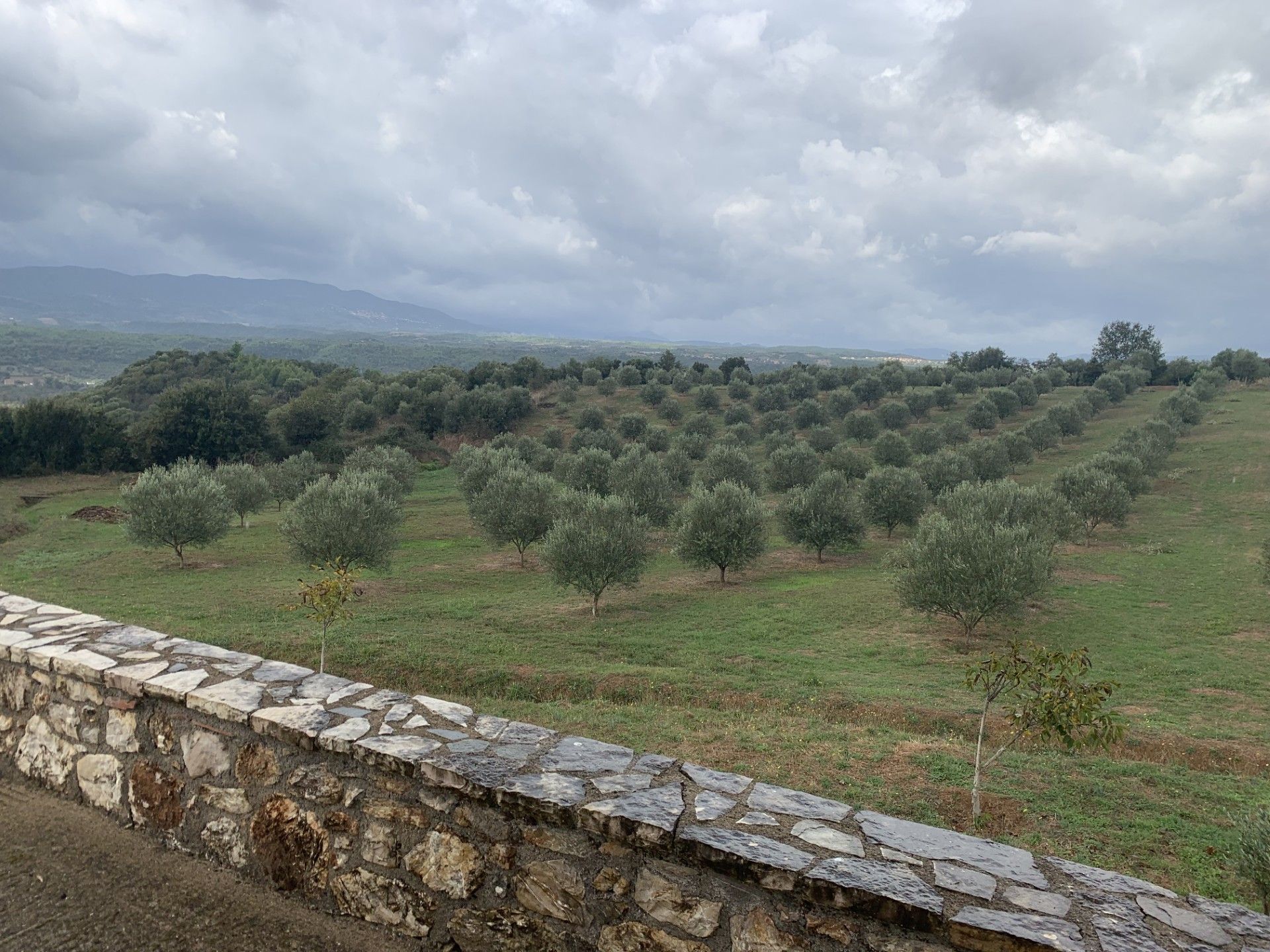 A stone wall surrounds a field of olive trees on a cloudy day.