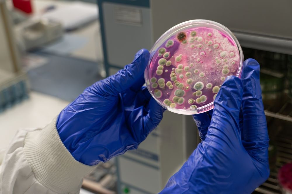 Hands in blue gloves holding a petri dish with bacterial colonies in a lab.