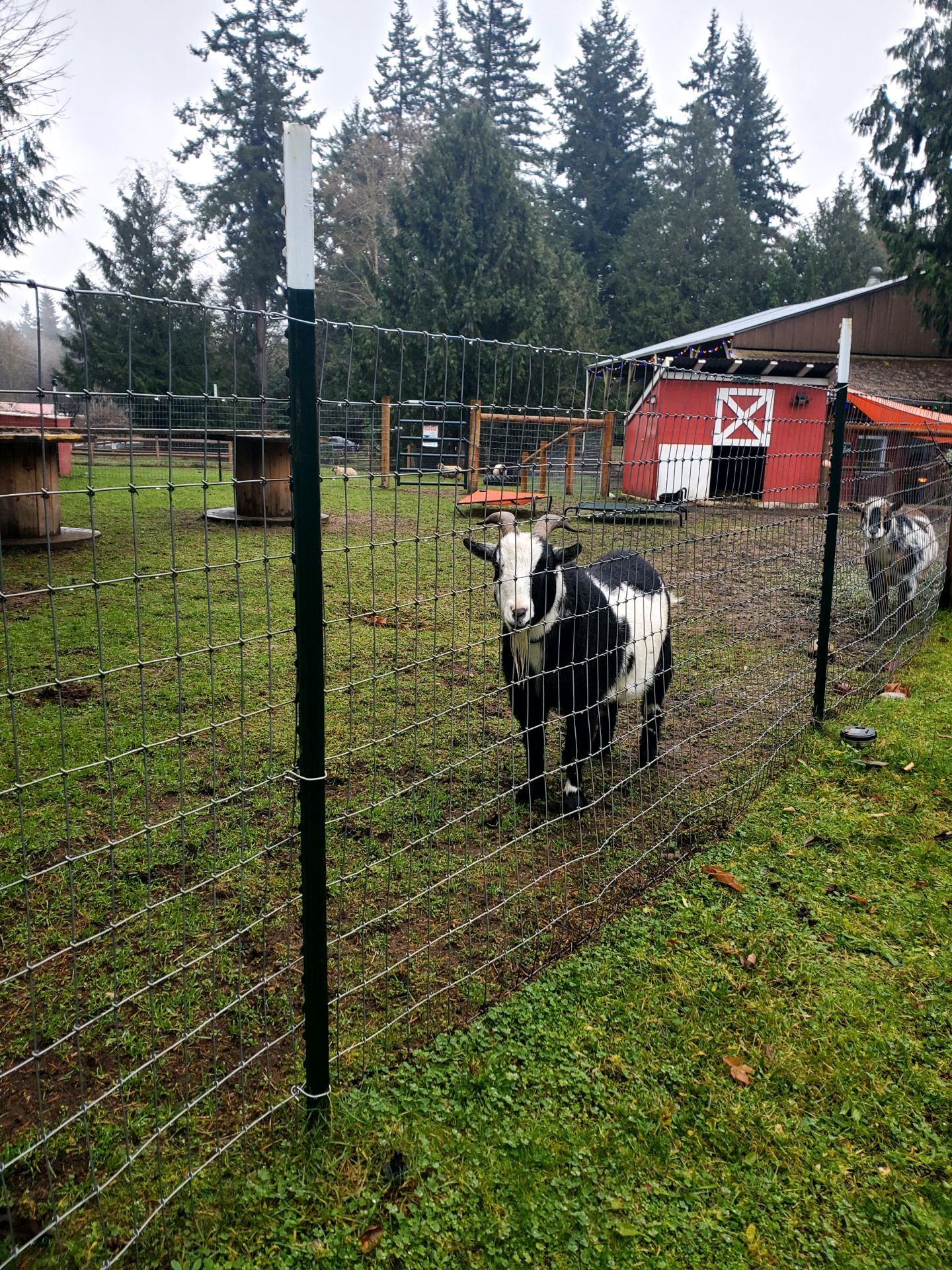 A Black and White Goat Behind a Fence with A Red Barn in The Background - Sequim, WA- NW Chainlink Fence Co