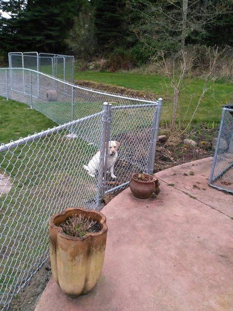 A Dog Is Sitting Behind a Chain Link Fence - Sequim, WA- NW Chainlink Fence Co