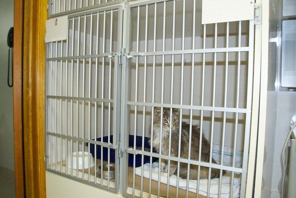 Pet in Clinic — Cat inside Cage in Mullica Hill, NJ