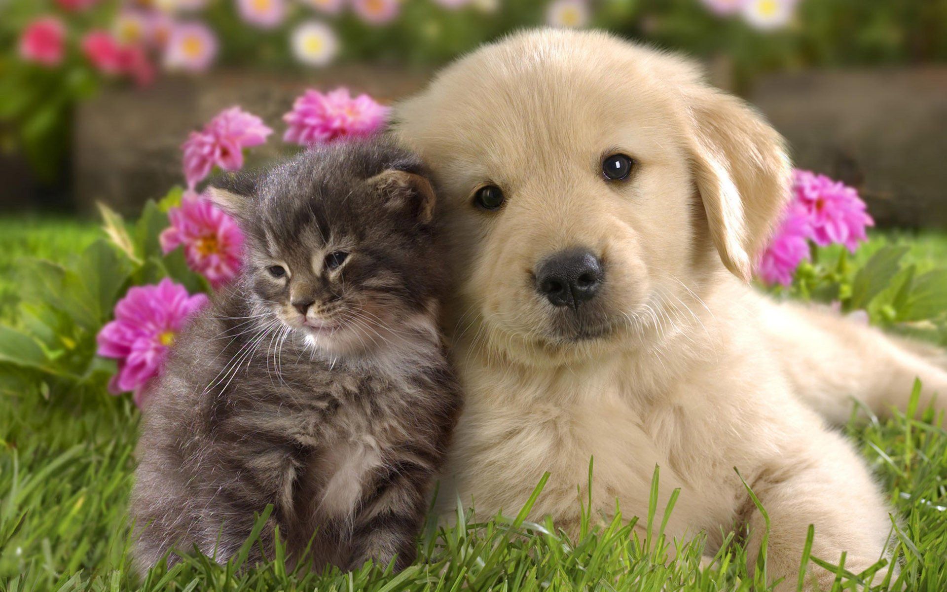 Puppy and Kitten Care - Puppy and Kitten in Mullica Hill, NJ