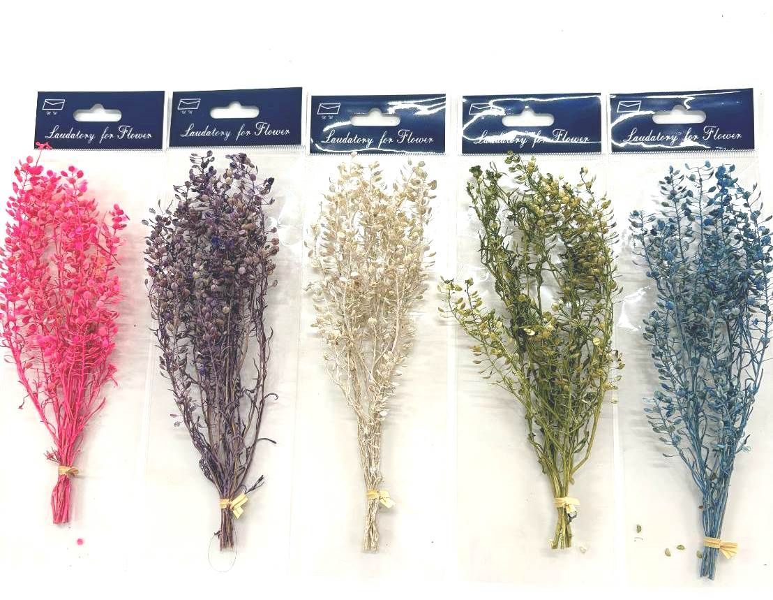 小花系列-雨珠草