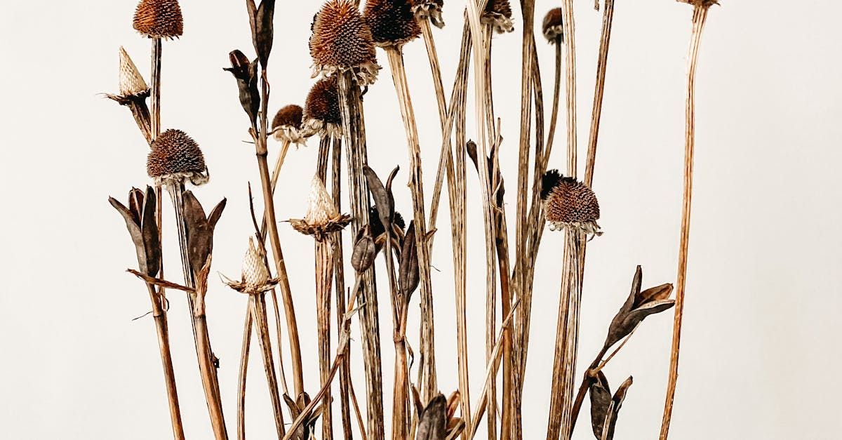 各式各樣的乾燥花，擁有多種顏色與尺寸。