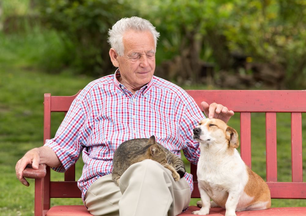 An Elderly Man is Sitting on a Bench With a Dog and a Cat — NH Legal In Wollongong, NSW