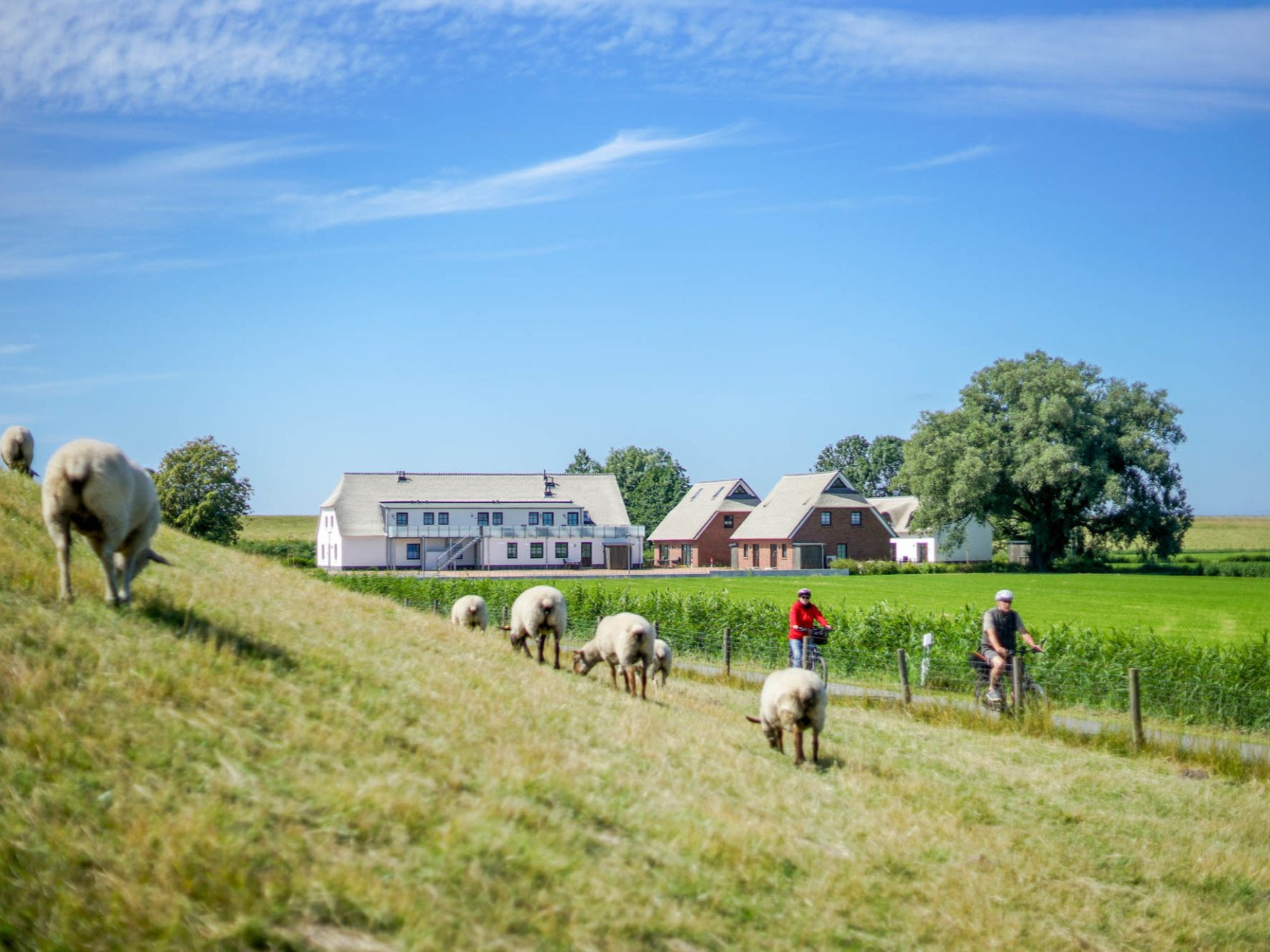 Schafe grasen auf einem grasbewachsenen Hügel in der Nähe eines Bauernhofs, und Radfahrer fahren unter strahlend blauem Himmel.