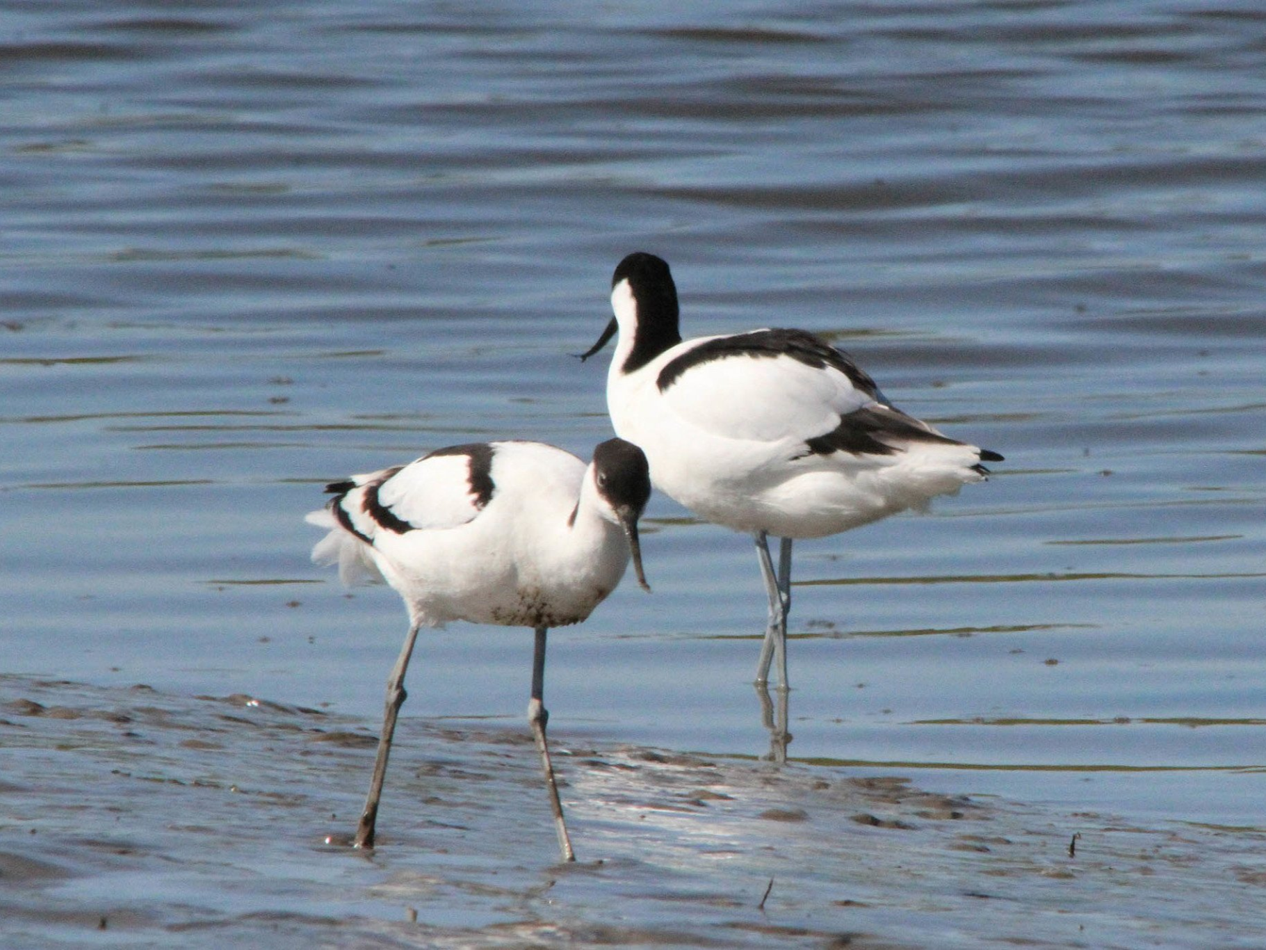 Zwei schwarzweiße Säbelschnäbler waten im seichten Wasser; ihre Schnäbel sind lang und nach oben gebogen.