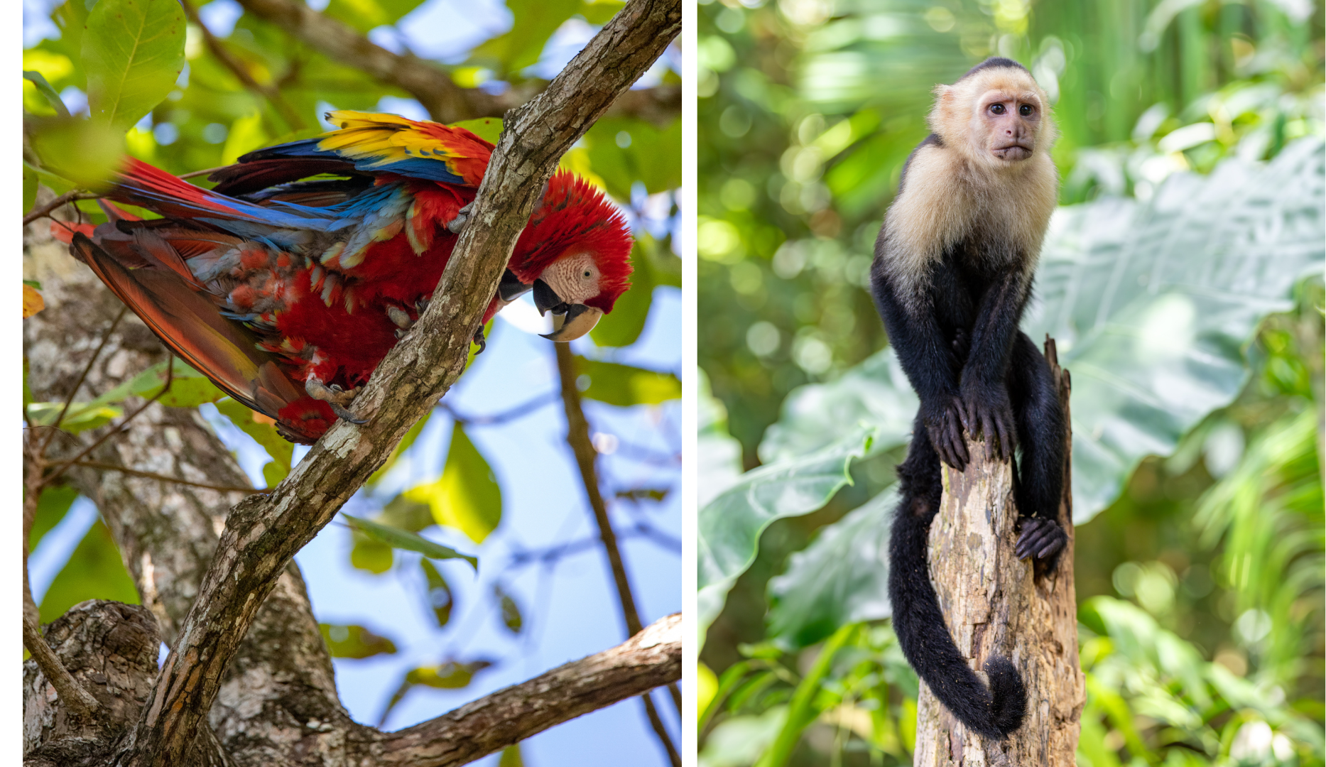 A parrot and a monkey are sitting on a tree branch.