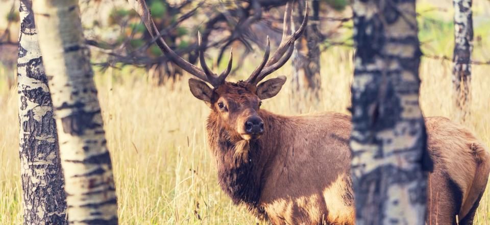 A large elk with tall antlers standing in a field of dry grass, framed by two birch trees in a forest.