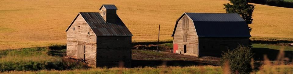Two rustic wooden barns sit in a field of golden wheat under soft, warm lighting.
