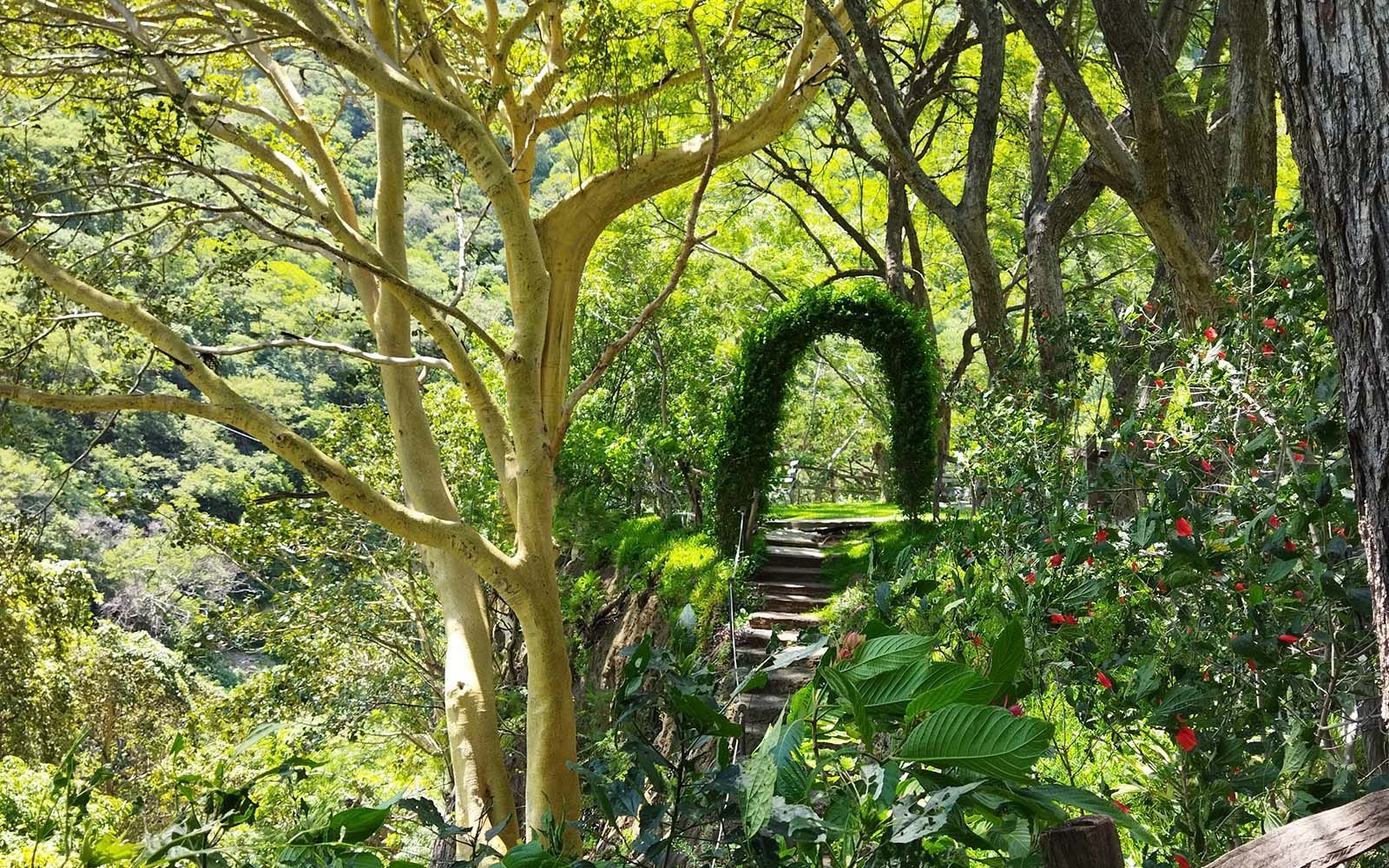 Un camino en medio de un bosque con árboles y flores.