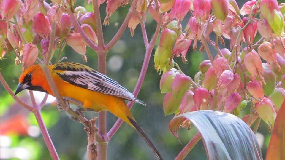 Un pájaro posado en una rama de un árbol con flores rosas.