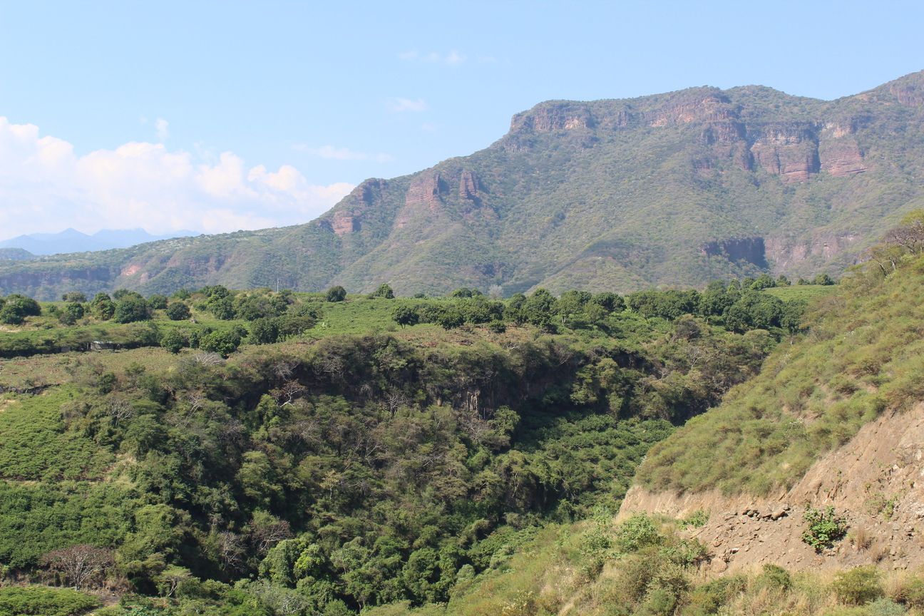 Una montaña con muchos árboles.