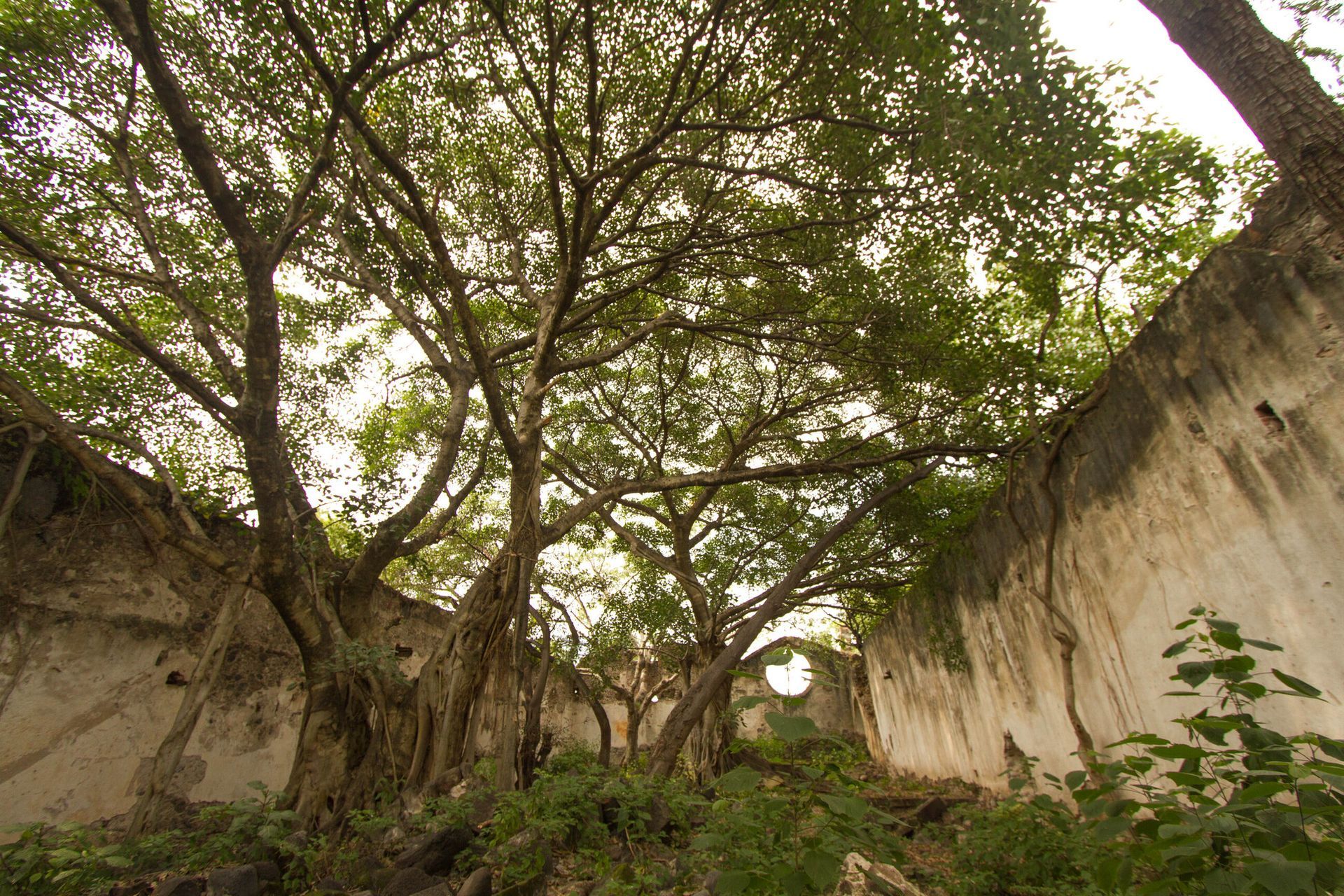 Un árbol grande está creciendo en el costado de un edificio.