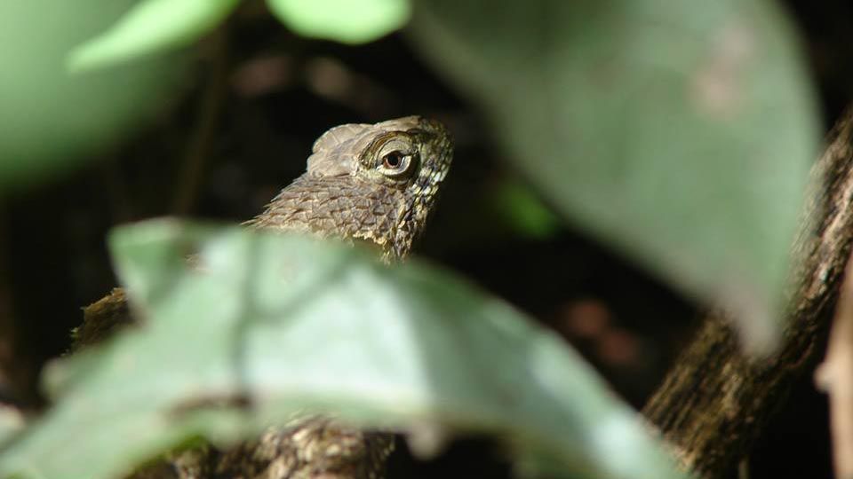 Un primer plano de un lagarto sentado en la rama de un árbol.