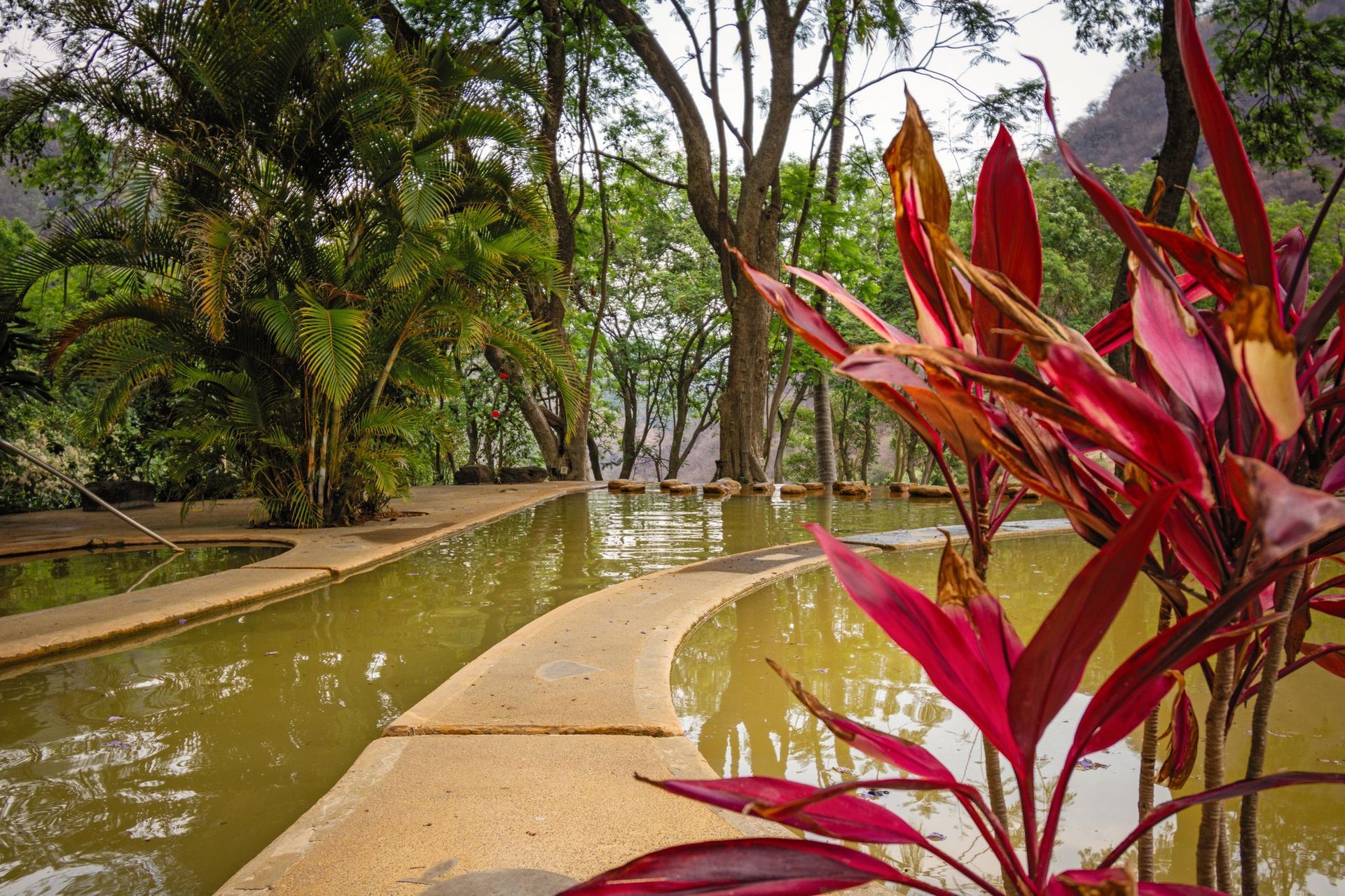 Una planta con hojas rojas está frente a un estanque rodeado de árboles.