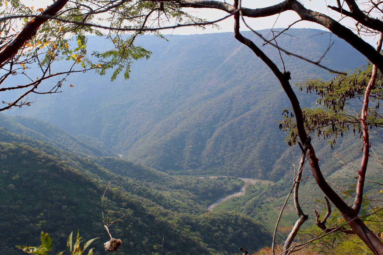 Una vista de un valle a través de la rama de un árbol.