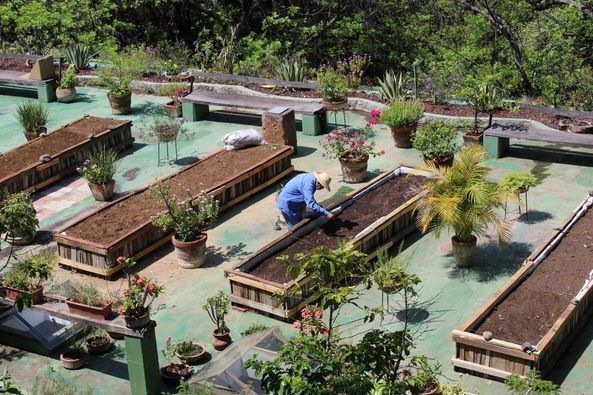 Un hombre está trabajando en un jardín lleno de plantas en macetas.