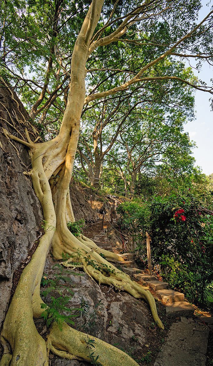 Un árbol con raíces que crecen de una roca.