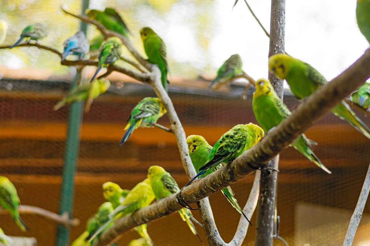 Un grupo de periquitos está posado en la rama de un árbol.