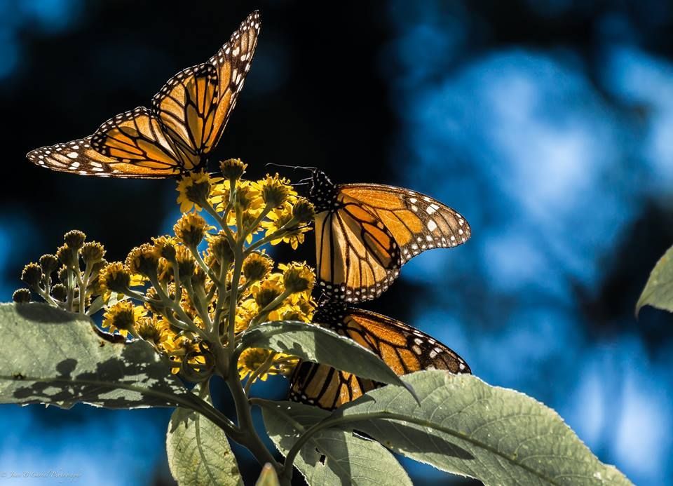 Una piscina con una palmera en primer plano y un edificio al fondo.