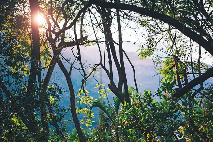 El sol brilla a través de los árboles en la jungla.