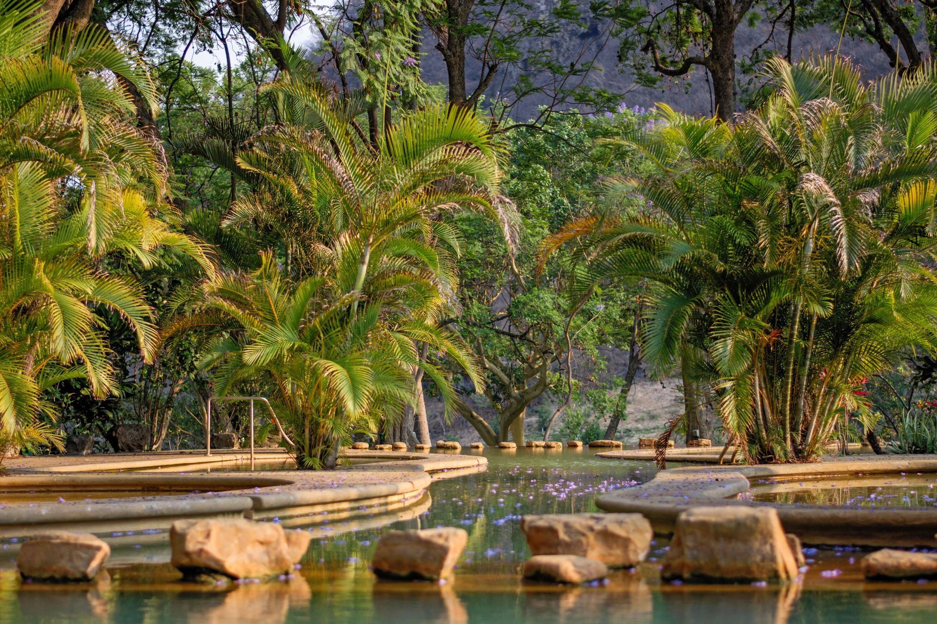 Una piscina rodeada de árboles y rocas en un exuberante bosque verde.