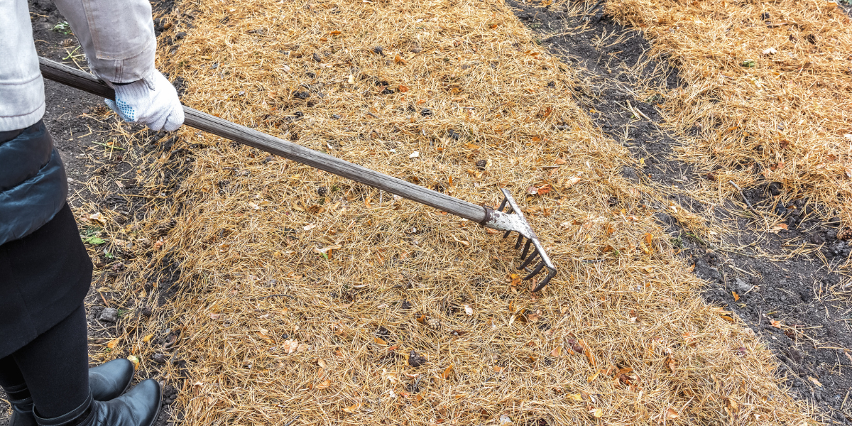 A landscaper rakes up pine needles at a Big Bear Lake cabin