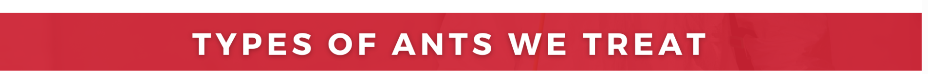 types of ants we treat