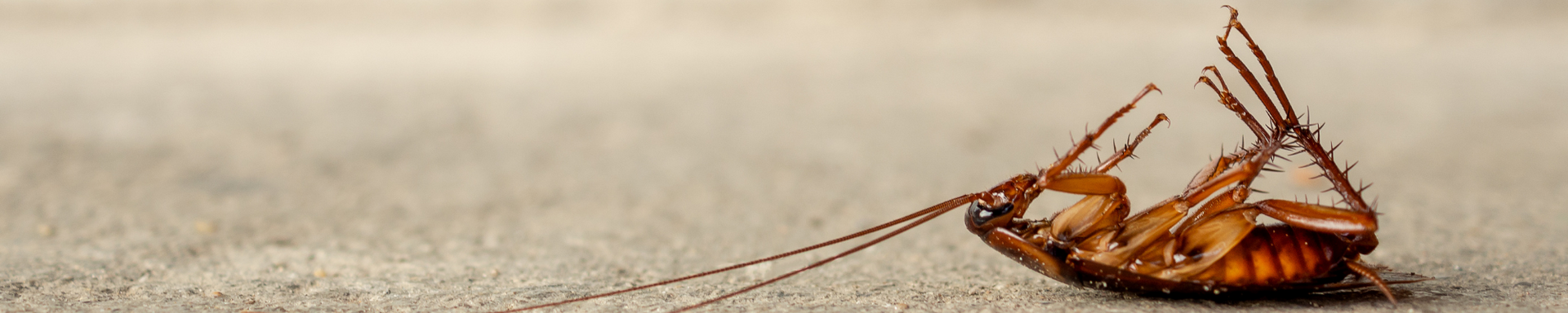 A brown cockroach lying on its back on a flat, neutral surface.