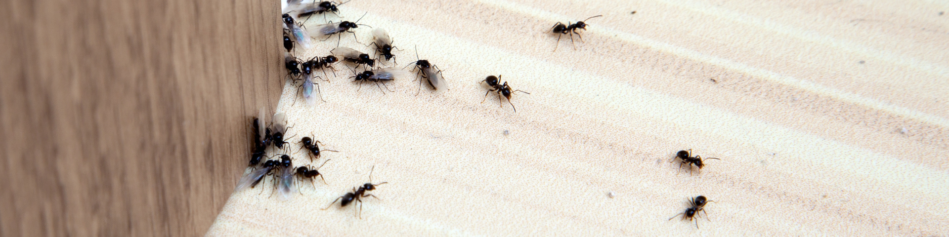 A group of small, black ants congregating near a wooden corner on a light-colored surface.