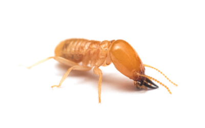 termite control