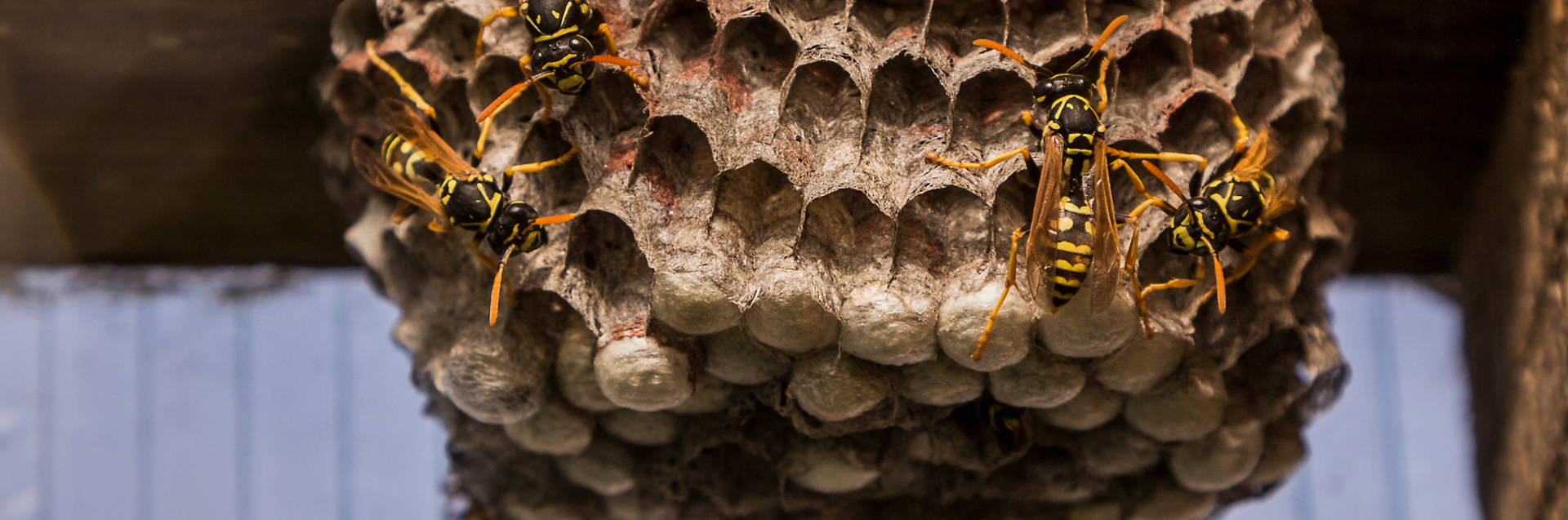 wasp nests