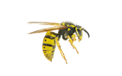 wasps