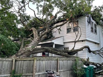 Stumble Tree  - Rochester, IL - Midwest Storm Restoration IL