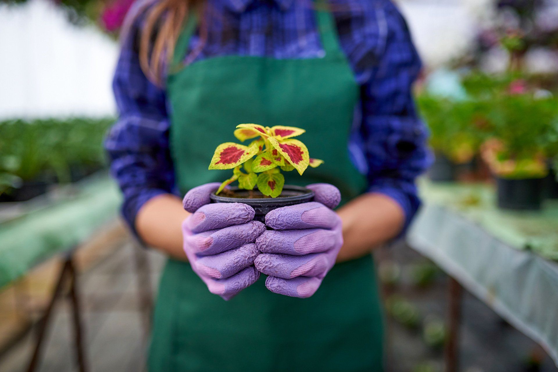 A person with a pot of flow in their hand | Northam, WA | Lloyd’s Earthmoving