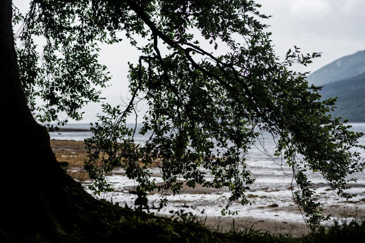 loch fyne behind a tree