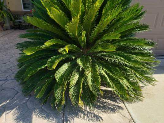 Fence Company Near Me