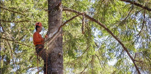 Fence Company Near Me